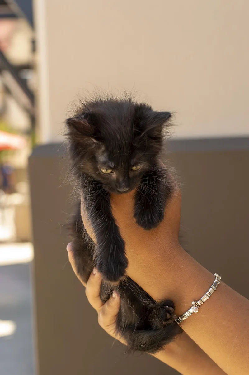 A baby small-sized male Black Domestic Medium Hair cat named Shadow for adoption in Elk Grove, CA