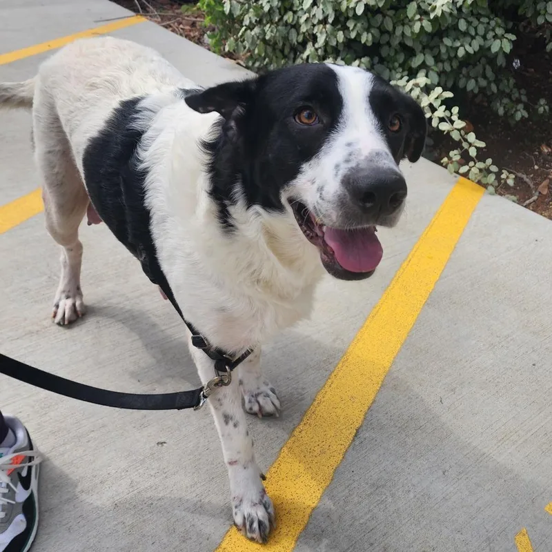 An adult large-sized female White / Cream Great Pyrenees dog named Meadow for adoption in Austin, TX