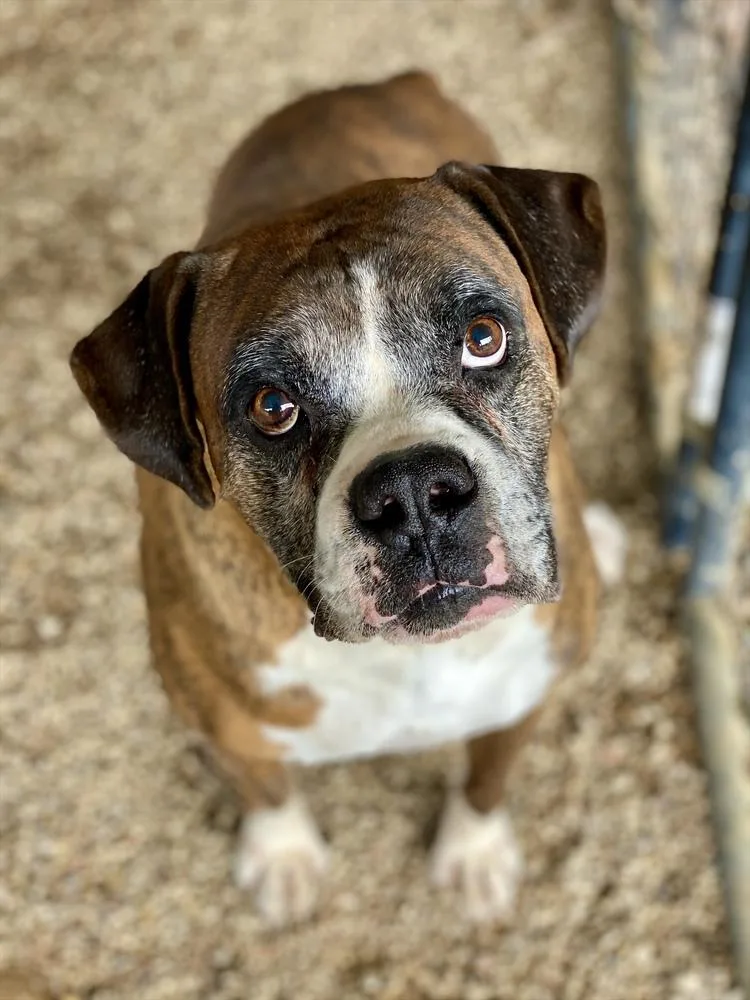 A senior medium-sized male Boxer dog named Yasir for adoption in Hewitt, TX