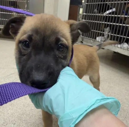 A baby small-sized male Shepherd dog named Eclairo for adoption in Riverside, CA