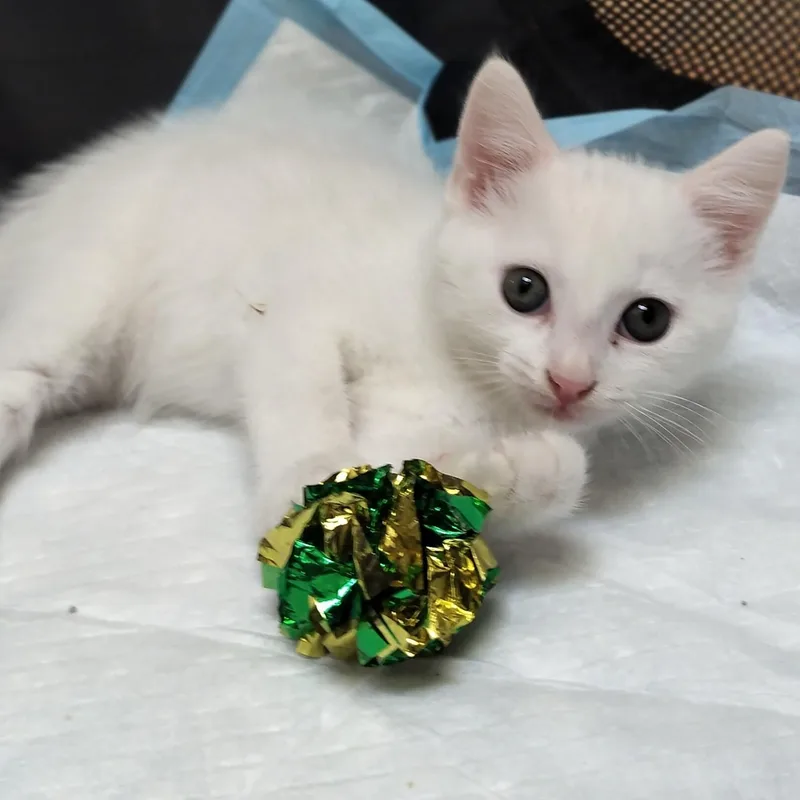 A baby medium-sized female Domestic Medium Hair cat named Sage for adoption in Charlotte, NC