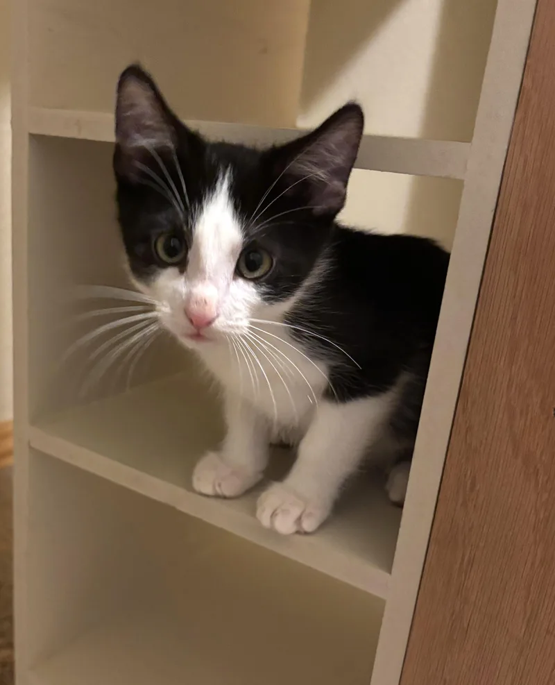 A baby medium-sized male Tuxedo cat named Bruiser for adoption in Bentonville, AR
