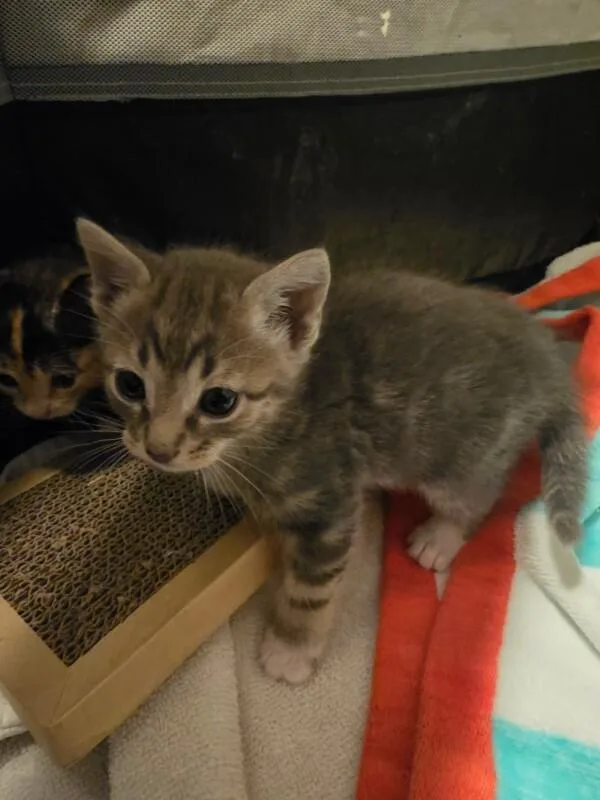 A young medium-sized male Tabby (Gray / Blue / Silver) Domestic Short Hair cat named Lou Sullivan for adoption in Marietta, GA