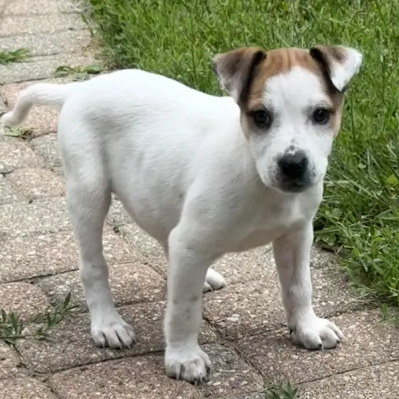 A baby medium-sized female Mixed Breed dog named Michigan for adoption in Fenton, MI