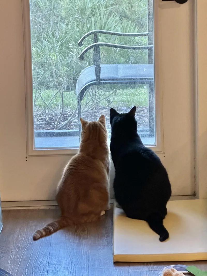 Elivideo Social Boy thumbnail 3