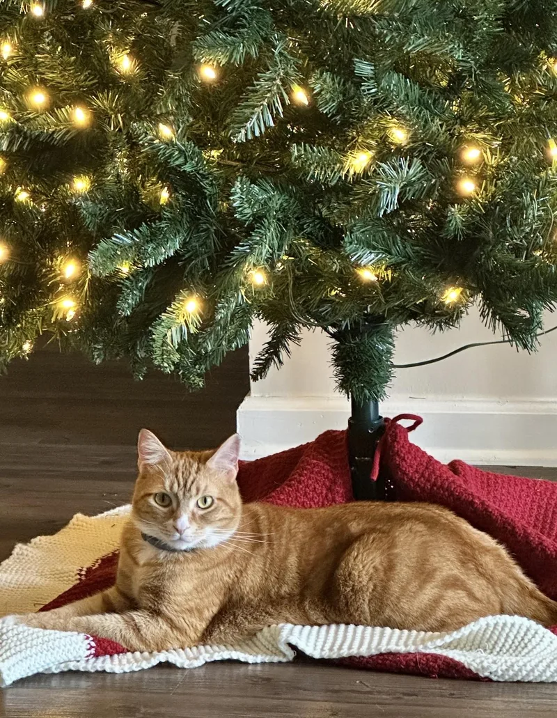 Elivideo Social Boy thumbnail 5