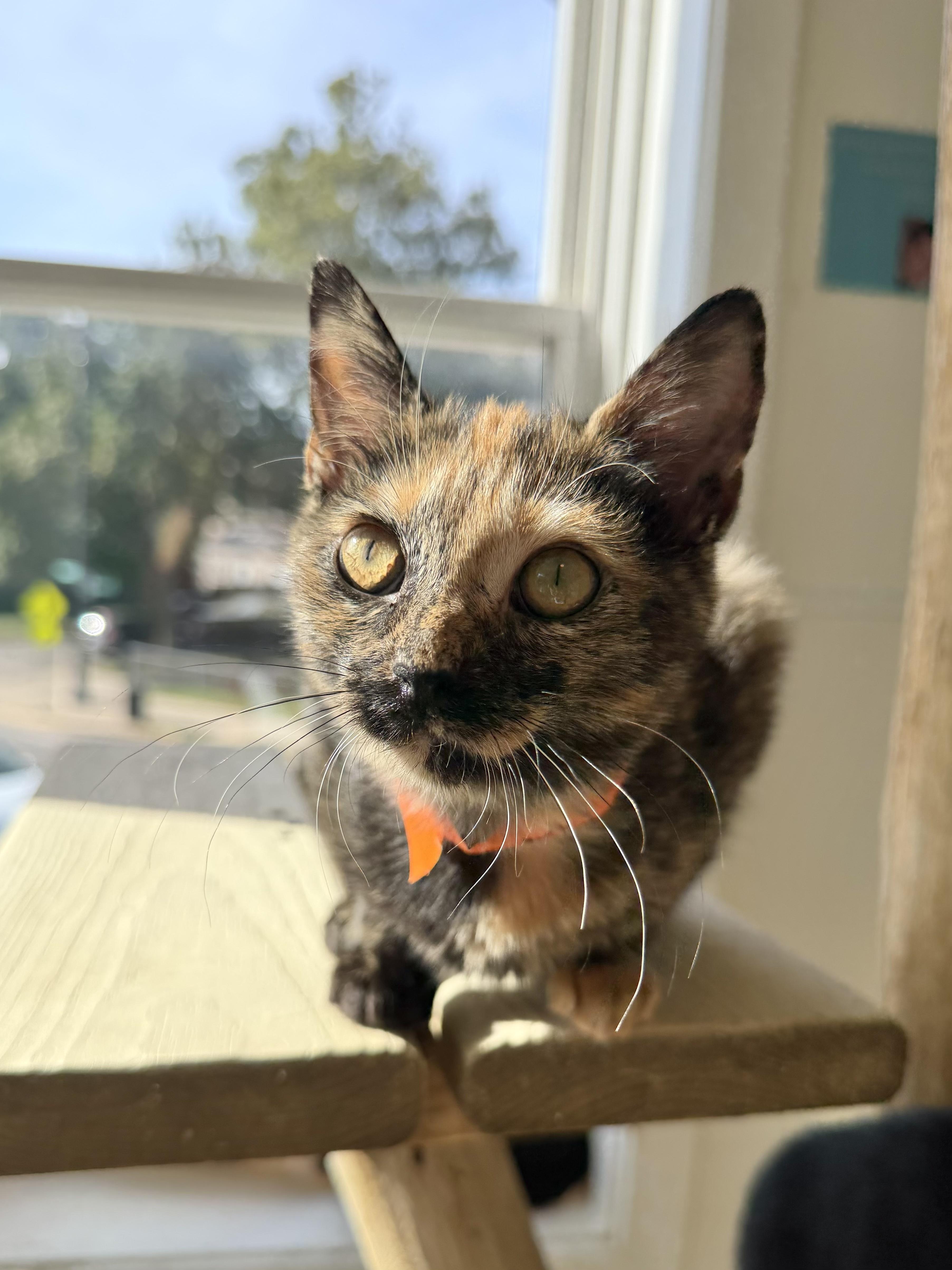 A baby medium-sized female Tortoiseshell Domestic Short Hair cat named Kylie Estevez for adoption in Chicago, IL