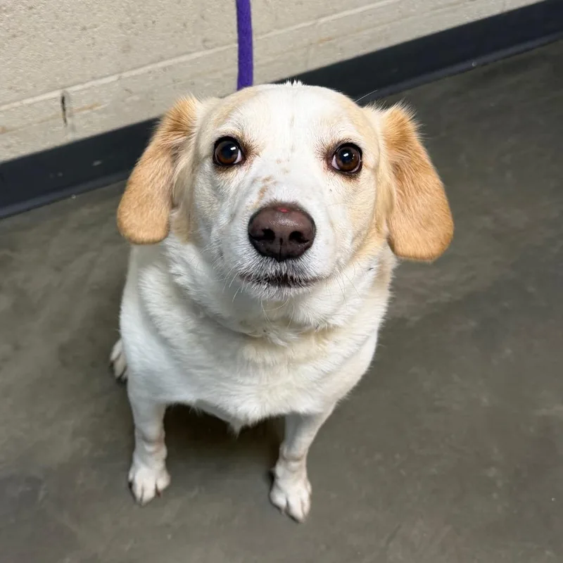 Belvedere thumbnail 2