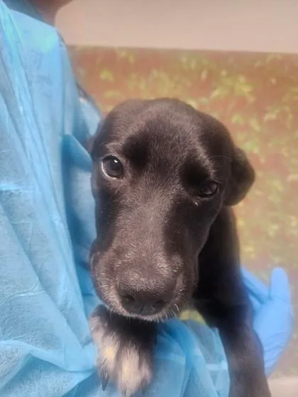A young small-sized female Labrador Retriever dog named Flower for adoption in San Antonio, TX