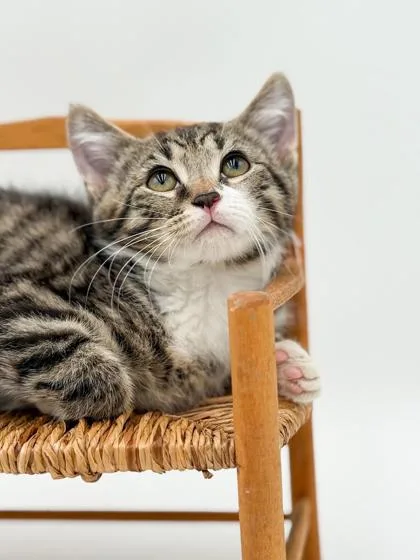 A baby small-sized male Domestic Short Hair cat named Marko for adoption in Bowling Green, KY