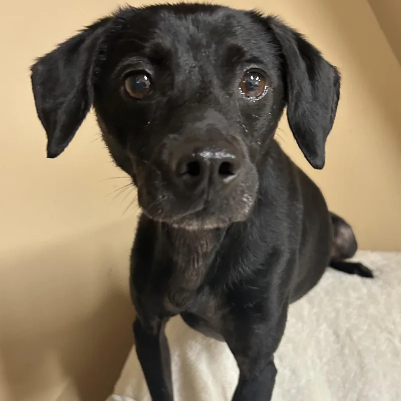 A senior small-sized male Black Manchester Terrier dog named Shadow for adoption in Rockville, MD