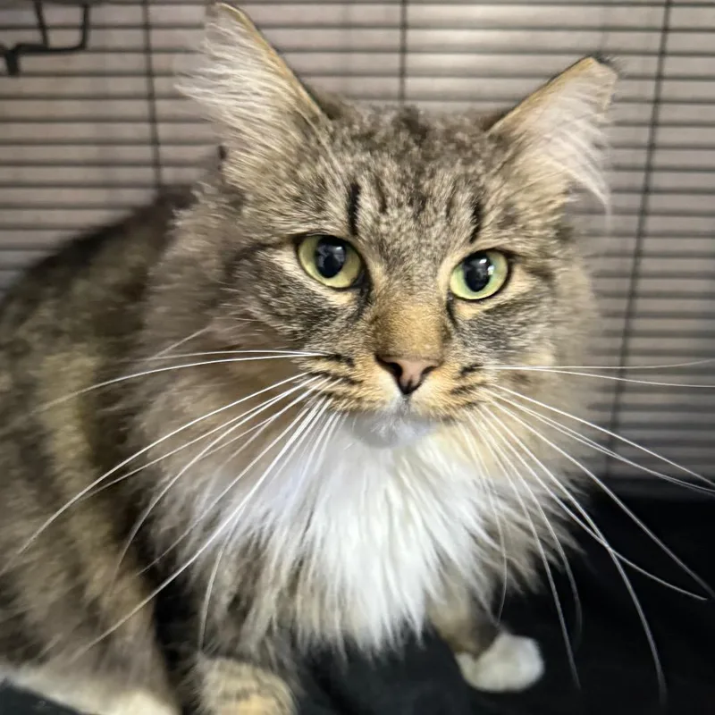 An adult small-sized female Brown / Chocolate Domestic Long Hair cat named Honey for adoption in Oxford, ME