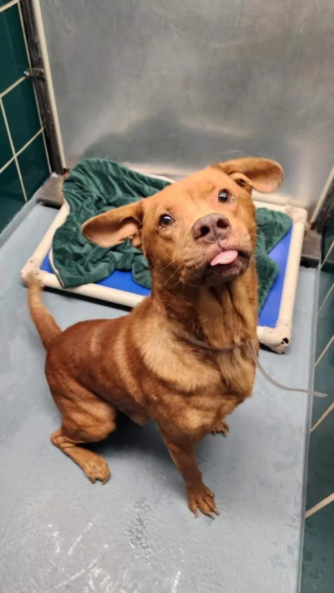 A young medium-sized male Labrador Retriever dog named Simon for adoption in Houston, TX