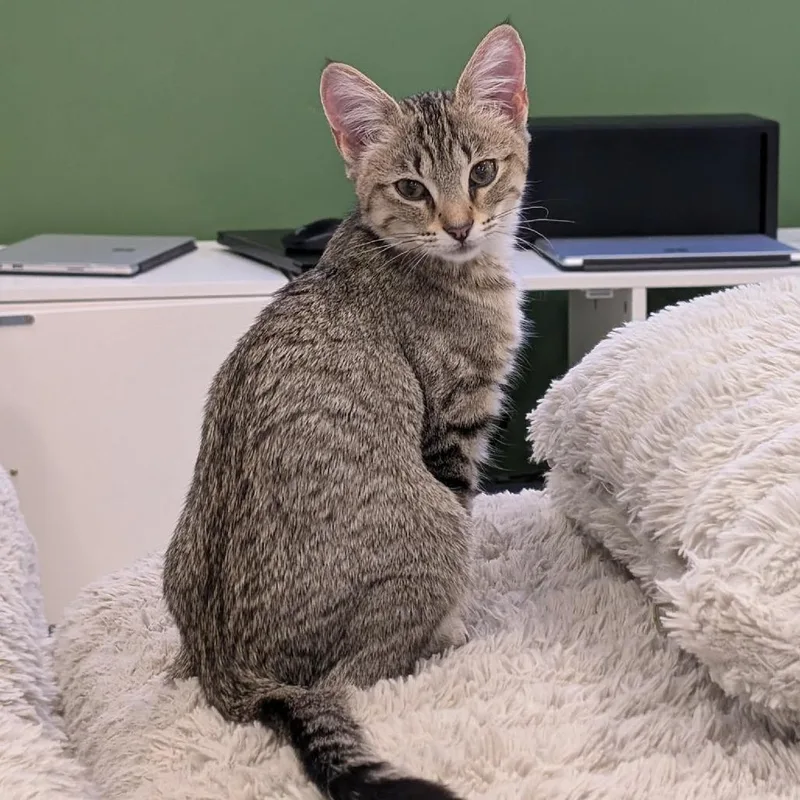 A baby small-sized female Brown / Chocolate Domestic Short Hair cat named Biscuits Christensen for adoption in Eagle Mountain, UT