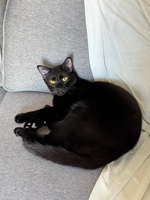 A young medium-sized female Black Domestic Short Hair cat named Lizzie for adoption in San Francisco, CA