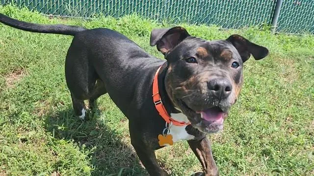 A young medium-sized female Staffordshire Bull Terrier dog named Reign for adoption in Springfield, MA