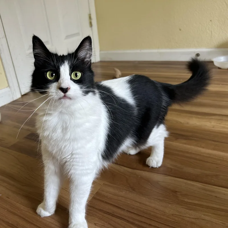 A baby medium-sized male Domestic Medium Hair cat named Everest for adoption in Springfield, OR