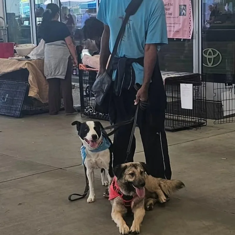 Nana  Mini Anatolian thumbnail 2