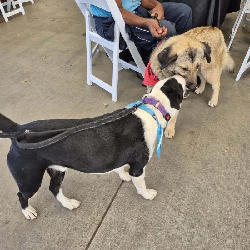 Nana  Mini Anatolian thumbnail 3