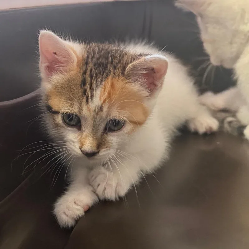 A baby small-sized female White Domestic Short Hair cat named Lisa for adoption in Tampa, FL