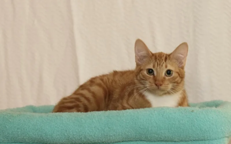 A young medium-sized female Tabby (Orange / Red) Tabby cat named Apple  Rare Orange for adoption in Houston, TX
