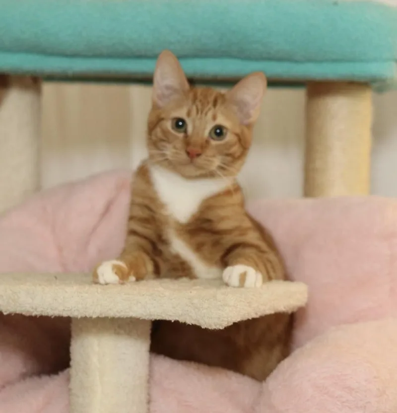 Apple  Rare Orange thumbnail 2