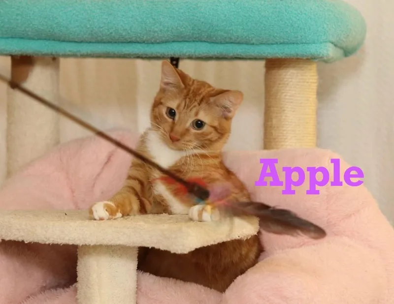 Apple  Rare Orange thumbnail 5
