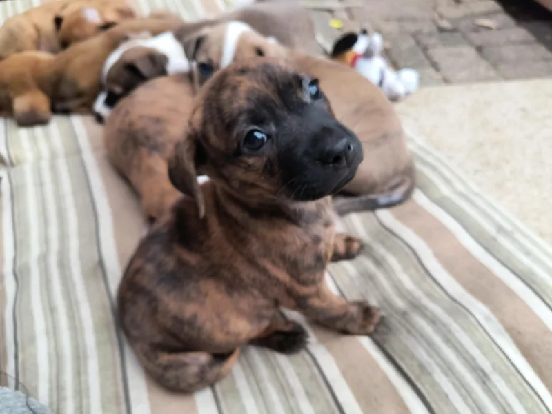 A baby medium-sized female Boxer dog named Dolly for adoption in Aurora, IL