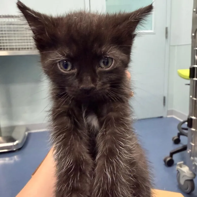 A baby small-sized male Black Domestic Short Hair cat named Wobbles for adoption in Greensboro, NC