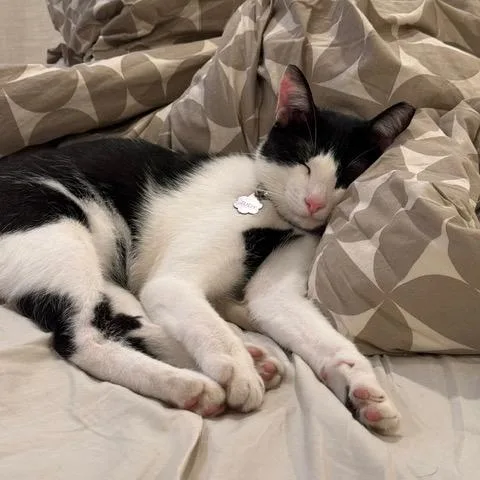 A young medium-sized female Black Domestic Short Hair cat named Pookie for adoption in Long Beach, CA