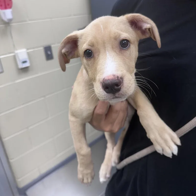 A baby small-sized female Yellow / Tan / Blond / Fawn Mixed Breed dog named Goldie for adoption in Columbus, GA