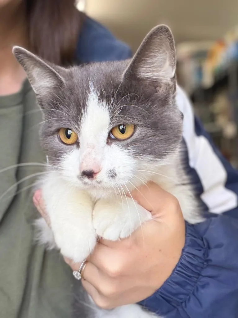 A baby medium-sized female Domestic Short Hair cat named Eeyore for adoption in Menomonie, WI