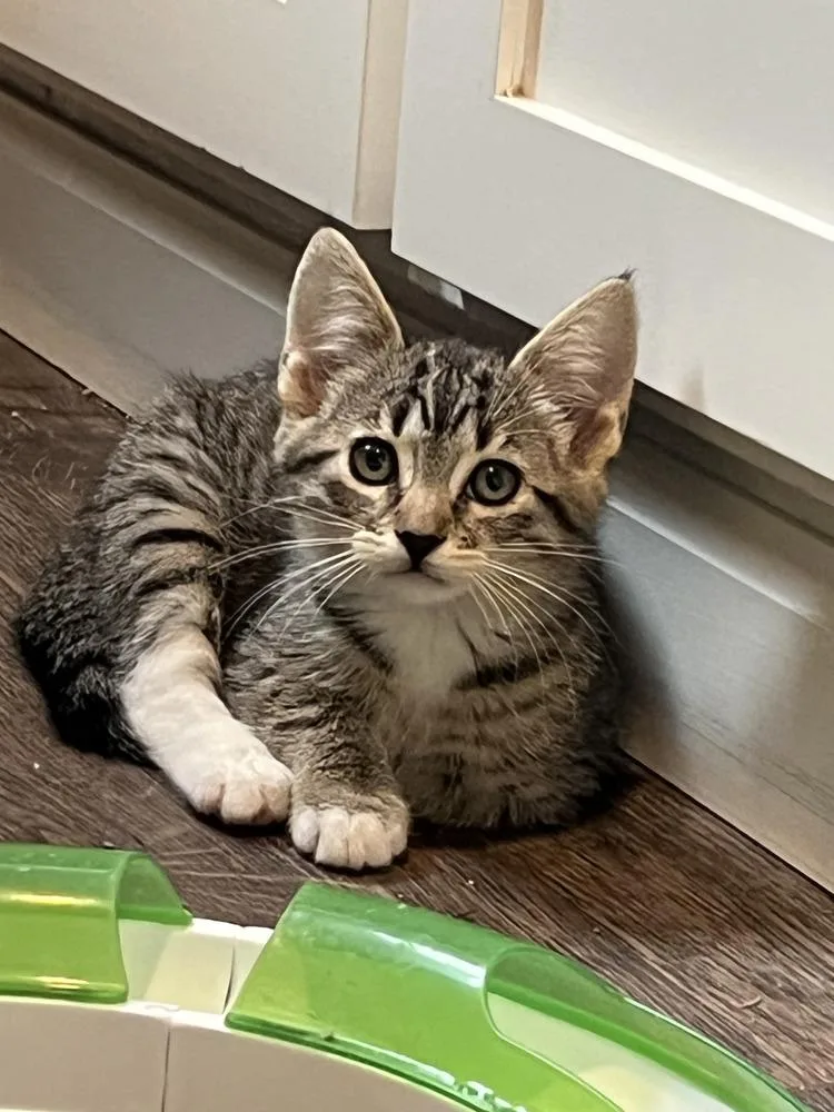 A baby medium-sized female Tabby (Brown / Chocolate) Domestic Short Hair cat named Charlie Girl for adoption in Salinas, CA