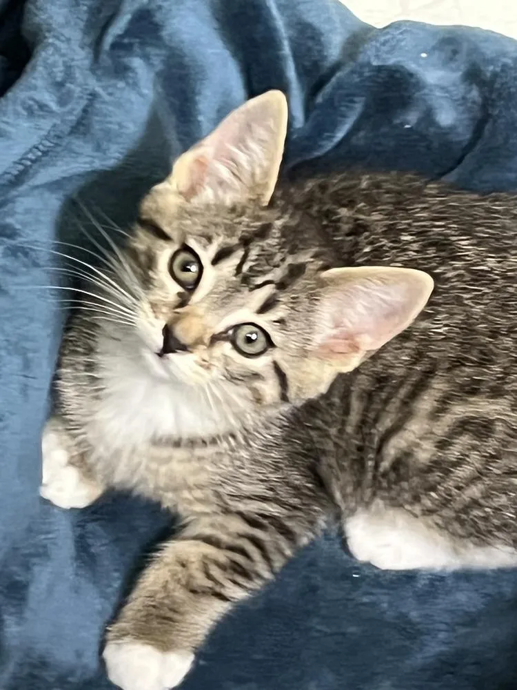 Charlie Girl thumbnail 2