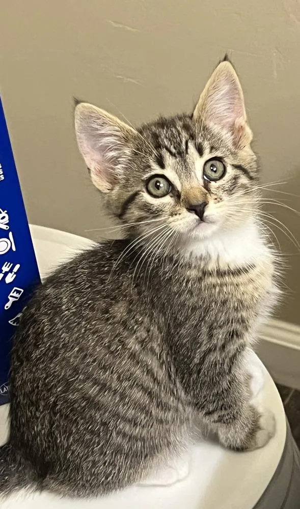 Charlie Girl thumbnail 4