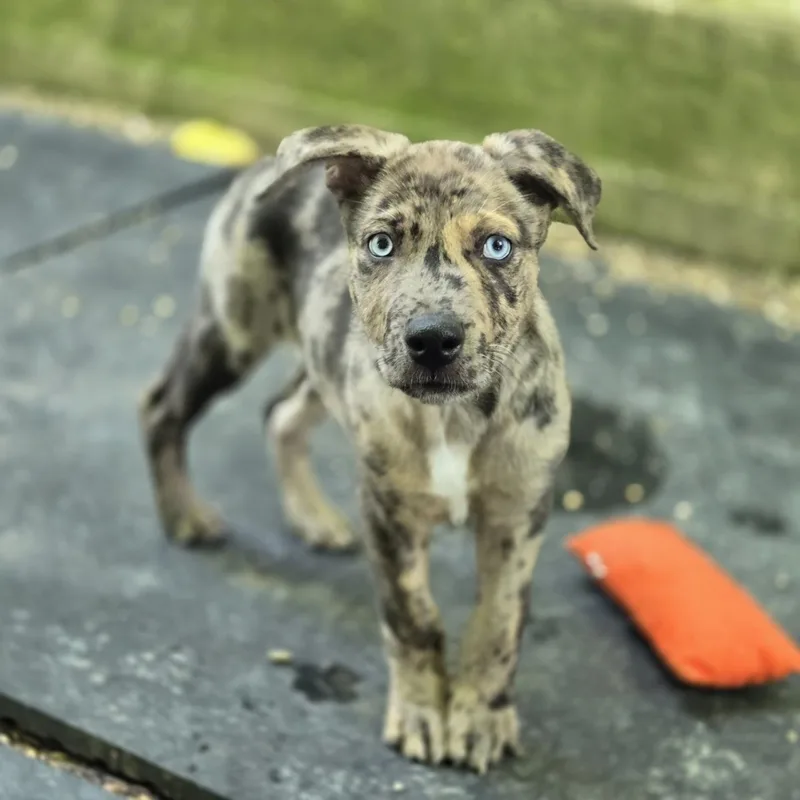 A baby medium-sized male Gray / Blue / Silver Husky dog named Knox for adoption in Mansfield, TX