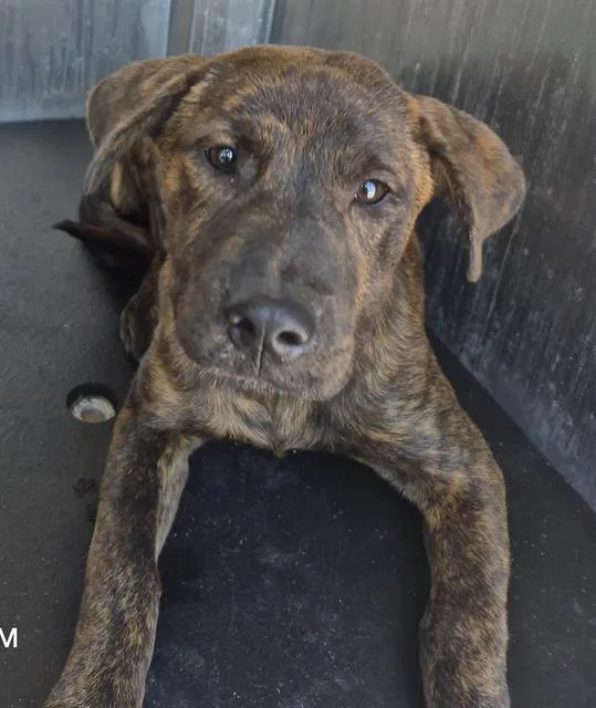 A baby medium-sized female Terrier dog named Nala for adoption in San Antonio, TX