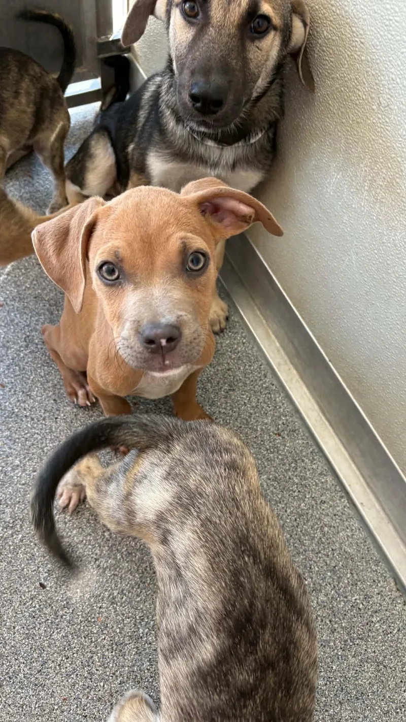 A baby medium-sized female Yellow / Tan / Blond / Fawn Pit Bull Terrier dog named Marlow for adoption in Ayden, NC