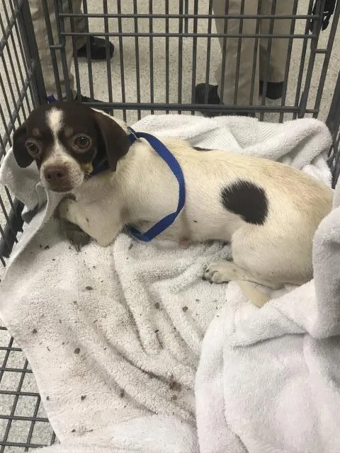 A young small-sized female Chihuahua dog named A for adoption in Conroe, TX