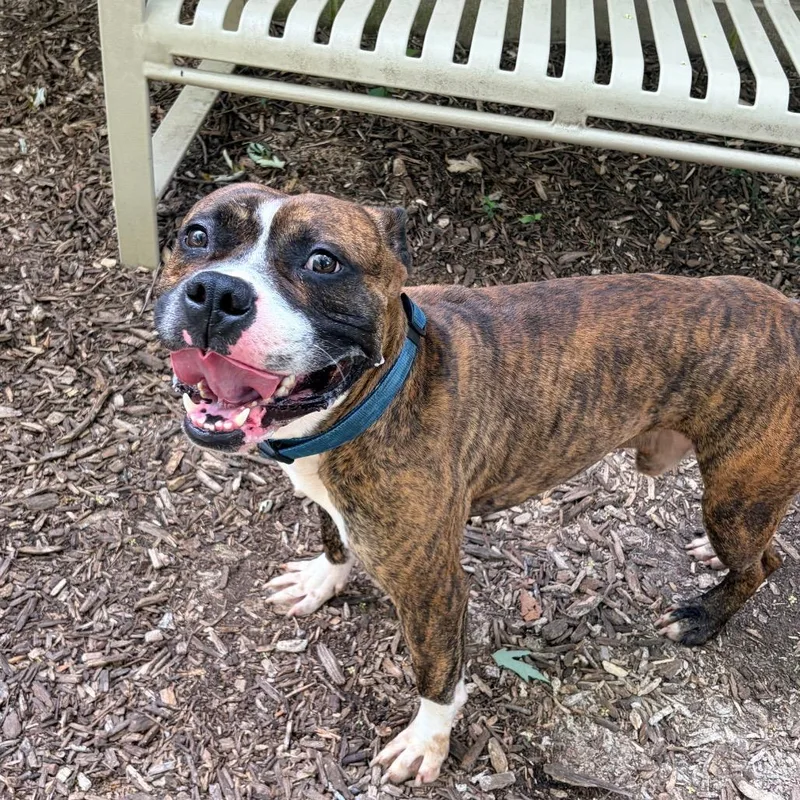 An adult medium-sized male Brindle Boxer dog named Janoe for adoption in Belleville, IL
