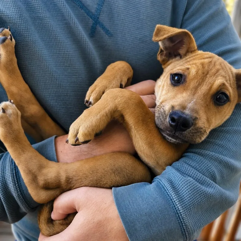 A baby medium-sized male Mixed Breed dog named Parky for adoption in Columbia, MD