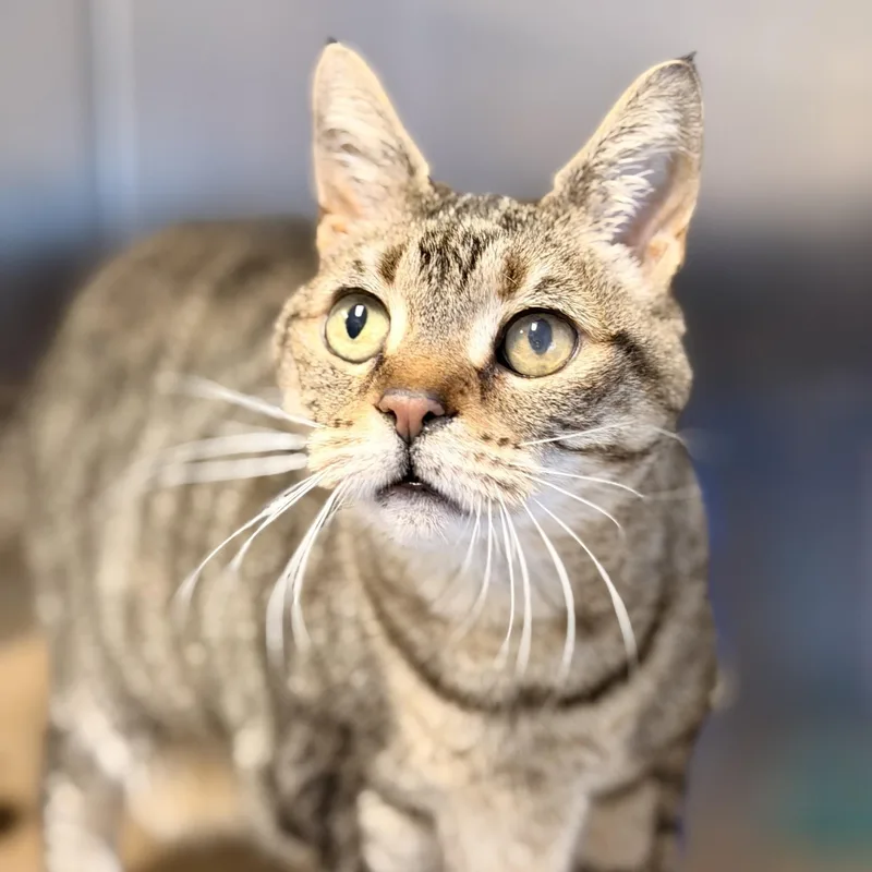 A senior medium-sized female Domestic Short Hair cat named Chloe for adoption in Manahawkin, NJ