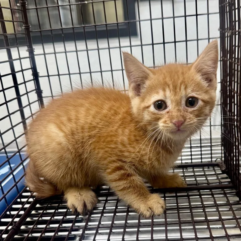 A baby small-sized male Orange / Red Domestic Short Hair cat named Mogwai for adoption in Galveston, TX