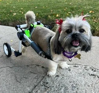 An adult small-sized female Shih Tzu dog named Luna for adoption in Santa Monica, CA