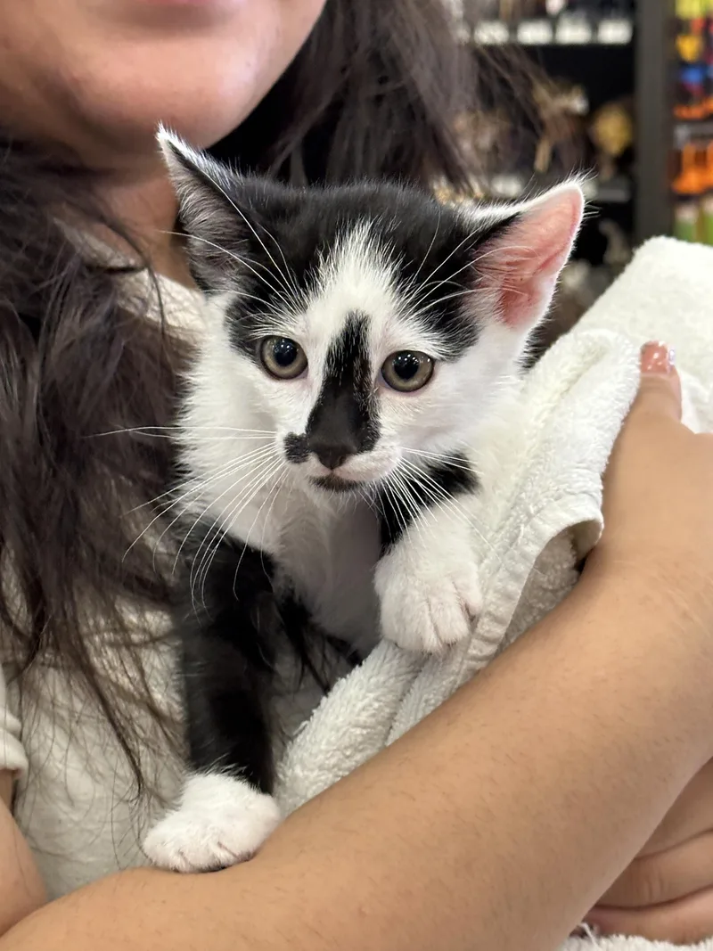 Brothers Chestnut & Almond thumbnail 3