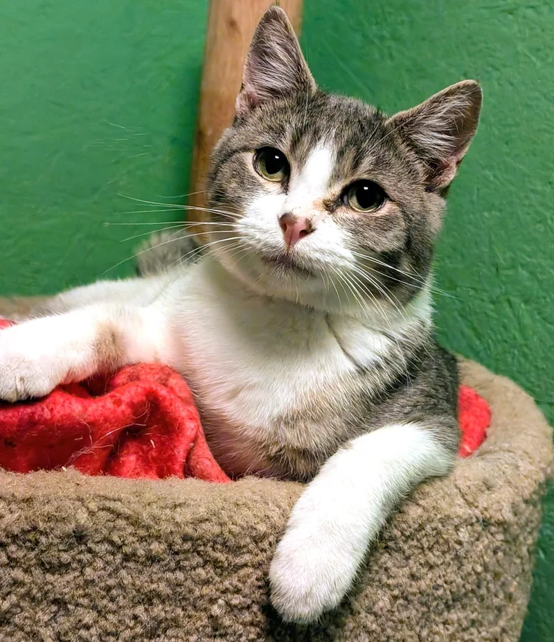 Simon & Sinclair: Goofballs! thumbnail 2