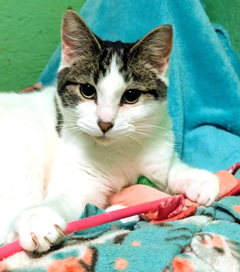 Simon & Sinclair: Goofballs! thumbnail 3