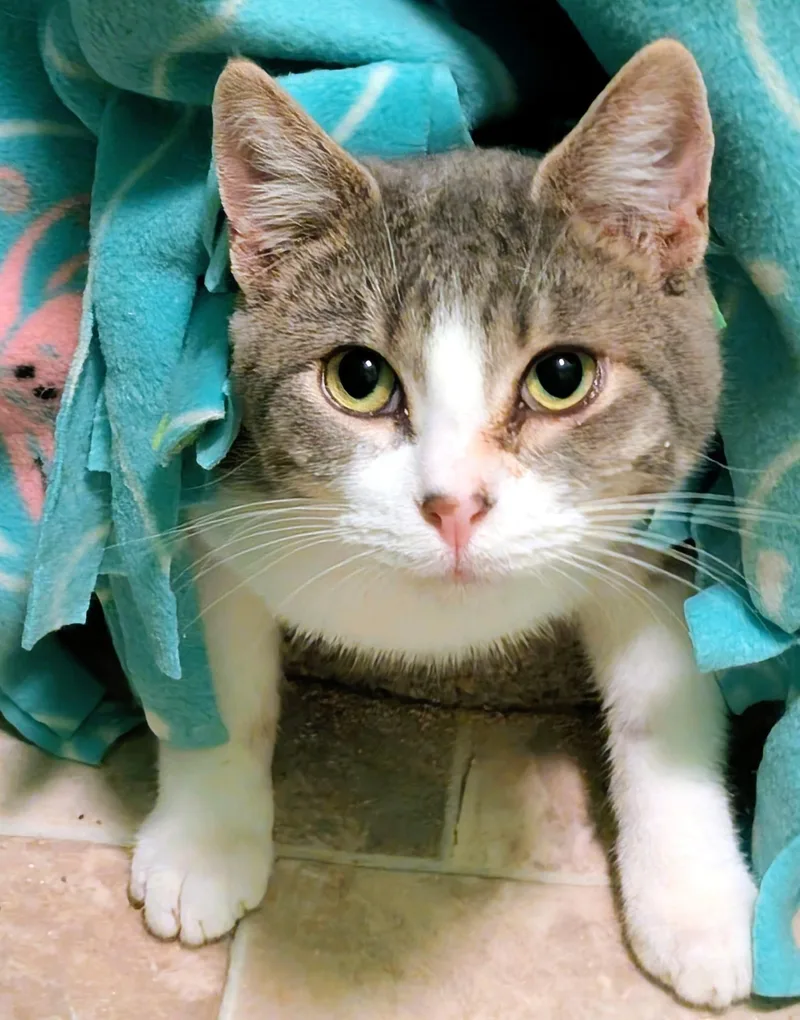 Simon & Sinclair: Goofballs! thumbnail 4