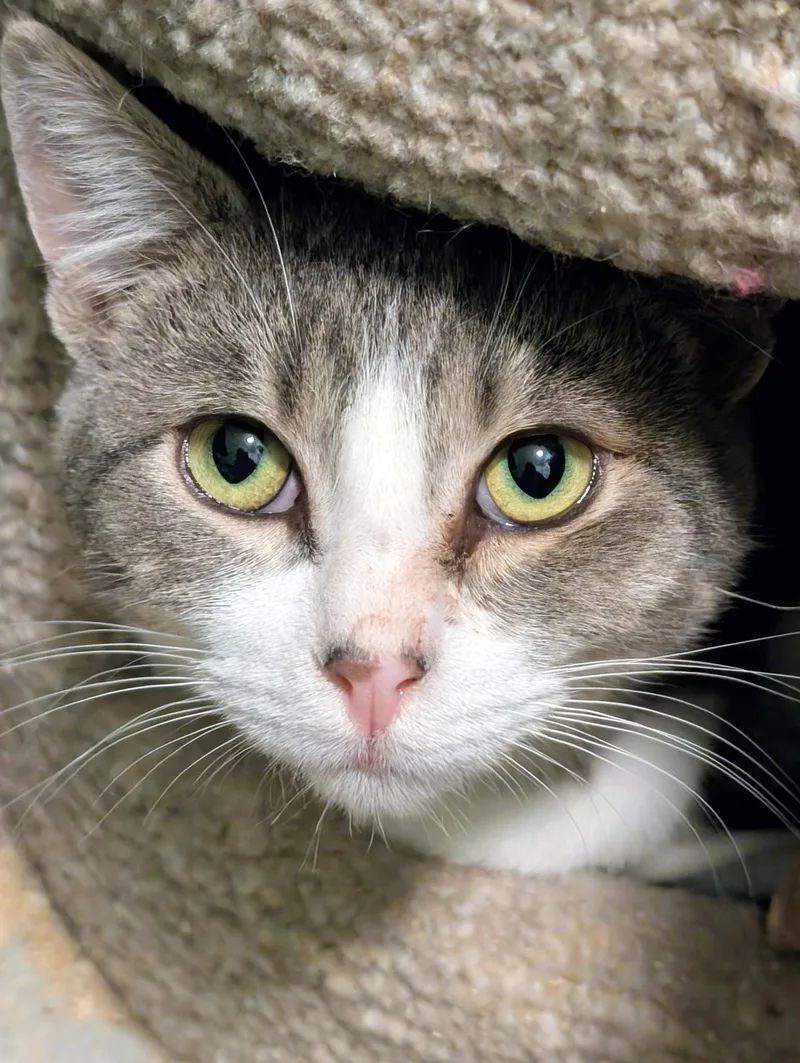 Simon & Sinclair: Goofballs! thumbnail 5