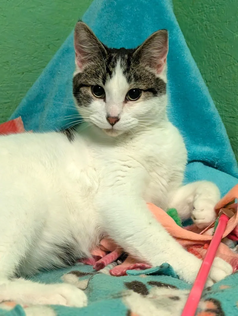 Simon & Sinclair: Goofballs! thumbnail 6